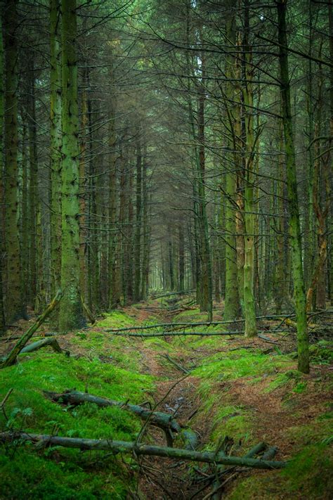 Forest Free Stock Photo - Public Domain Pictures