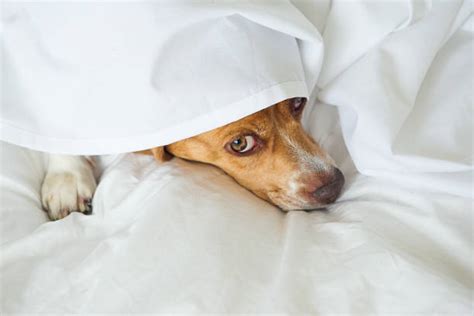 Dog Hiding Under Bed Stock Photos, Pictures & Royalty-Free Images - iStock