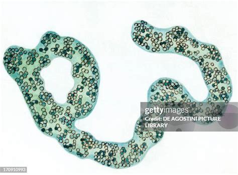 Microcystis Aeruginosa Photos and Premium High Res Pictures - Getty Images