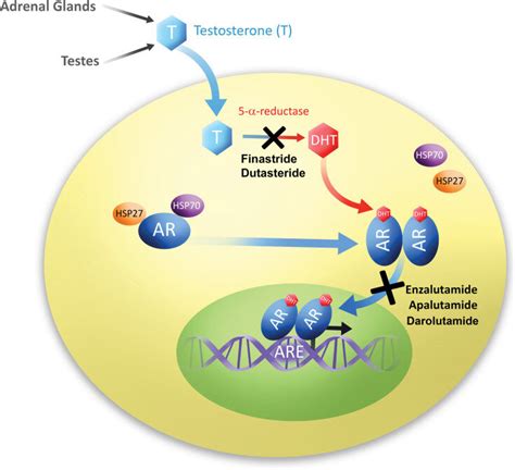 Proposed mechanisms of commonly used antiandrogens. 15 Adapted from ...