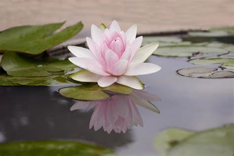 Pink lotus on water 1901859 Stock Photo at Vecteezy