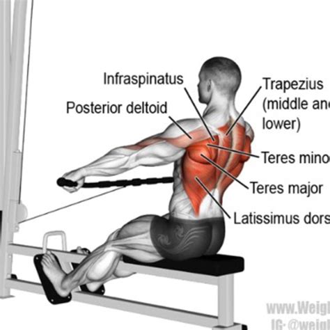 Wide Grip Cable Row by 💖 P. - Exercise How-to - Skimble