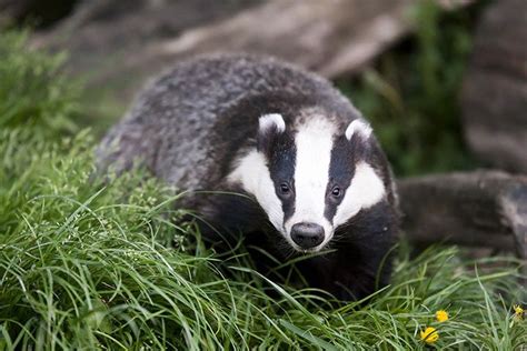 Badger - Animal Facts for Kids - Characteristics & Pictures