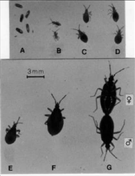 Figure 1 from Life cycle and reproductive parameters of Clerada ...