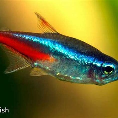 How do blue tetras breed? - DIY Seattle