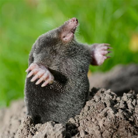 Moles - Covenant Wildlife