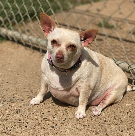 This Chihuahua Was Left In A Shelter To Be Euthanized Because Of Her Weight | Bored Panda