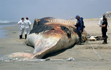 Dead whale washes up at Bolsa Chica State Beach - Los Angeles Times