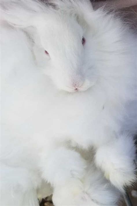 Angora Giant Rabbit: Appearance, Lifespan, Temperament, Care Sheet