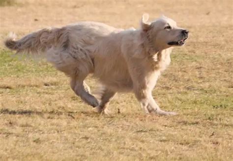 Long Haired Lab - All You Need To Know About Long Labrador Coats | AtractivoPets