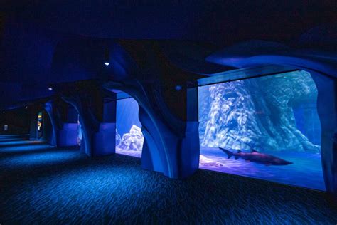 Georgia Aquarium opening one of the world’s largest shark exhibits | InPark Magazine