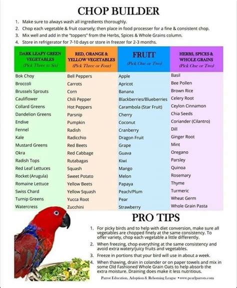 Conure Bird, Parakeet Bird, Sun Conure, Parrot Chop, Parrot Pet, Parrot Food Recipe, Cockatiel ...