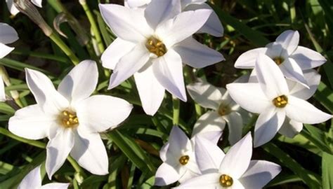 Types of Sun Star Flowers | Garden Guides