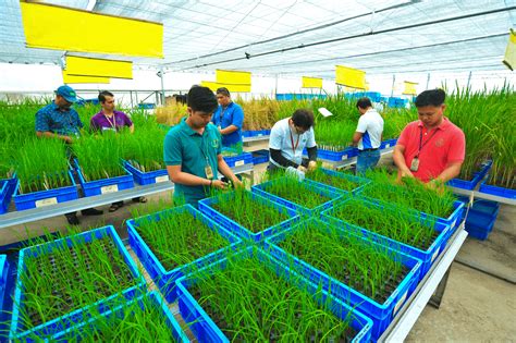 IRRI Bio-Innovation Center | International Rice Research Institute