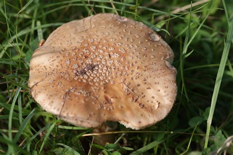 File:Blusher fungus Gunnersbury Triangle.JPG - Wikimedia Commons