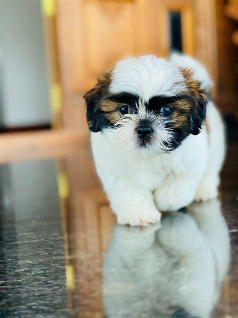 Shih Tzu Size Guide and Charts: How Big Do Shih Tzus Get?