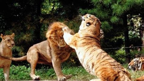 Siberian tiger fight with African lion，the male lion ran away - YouTube