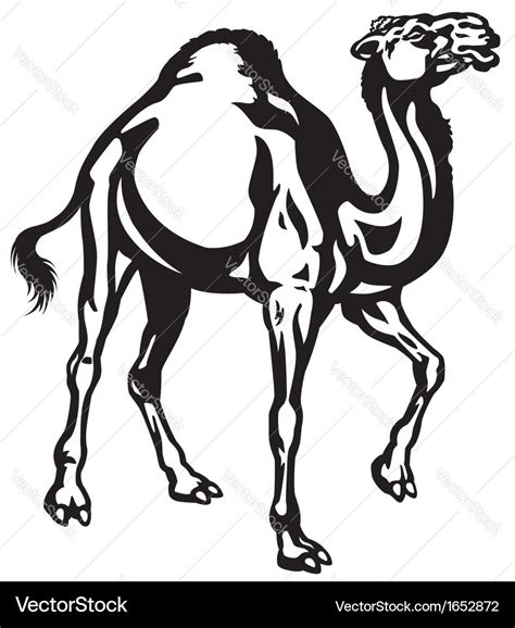 Camel black white Royalty Free Vector Image - VectorStock