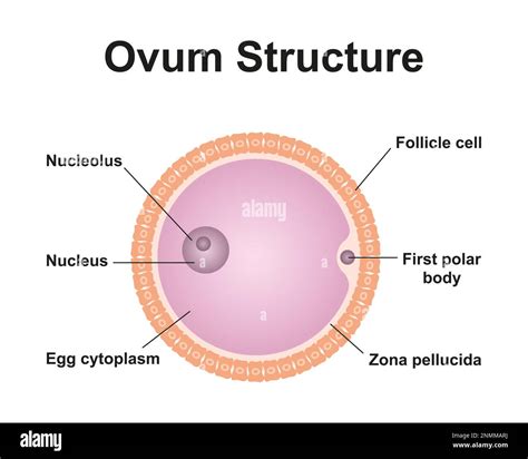 Ovum structure Cut Out Stock Images & Pictures - Alamy