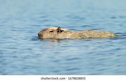 678 Capybara Swimming Images, Stock Photos & Vectors | Shutterstock