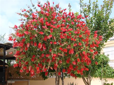 Callistemon citrinus ( Bottle brush tree) | This is a fine e… | Flickr