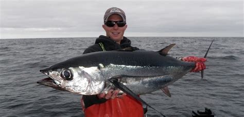 Albacore Tuna - SHOGUN SPORTFISHING