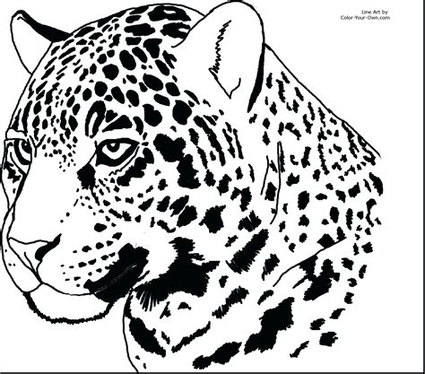 Jaguar Outline Drawing at GetDrawings | Free download