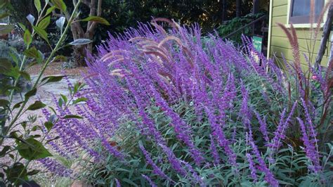 Purple Fountain Grass | Purple Fountain Grass In Winter And purple fountain grass | Gardening ...