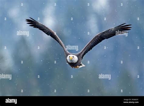 Bald eagle flying in snow Stock Photo - Alamy