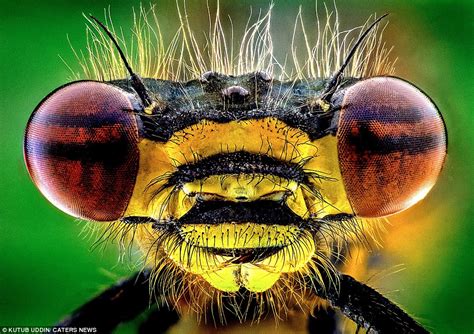 Magnified images which make creepy crawlies look like dinosaurs | Daily Mail Online