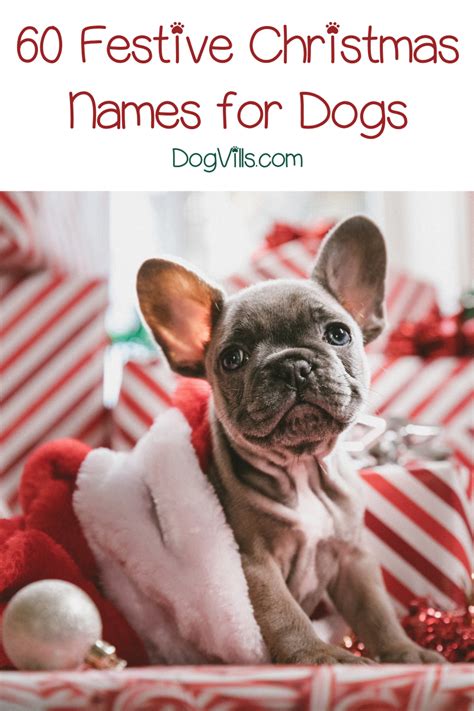 100 Fun & Festive Christmas Dog Names We Love