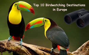 Top 10 Birdwatching Destinations in Europe doloremque