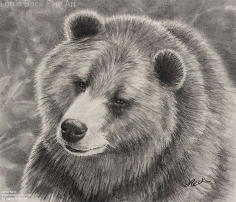 Grizzly Bear Pencil Drawing at PaintingValley.com | Explore collection ...