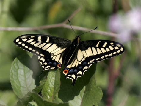 Anise Swallowtail (More Mesa Insect Guide) · iNaturalist