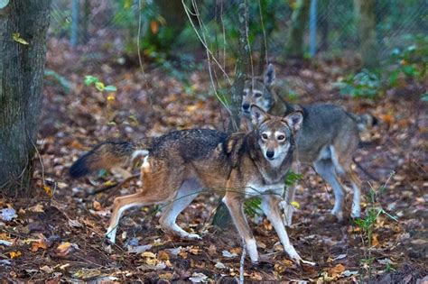 The Rural Blog: Feds plan to protect red wolves by increasing numbers in captivity, move N.C ...