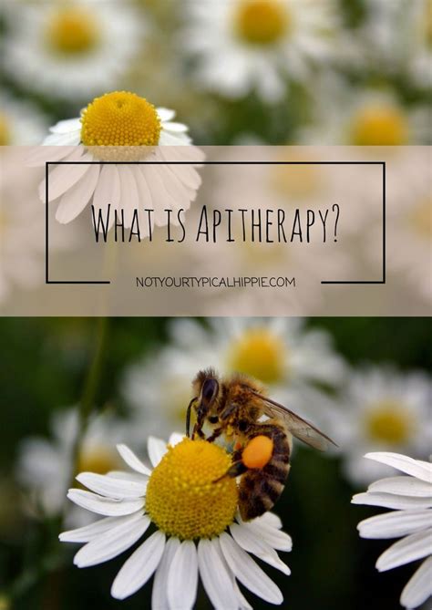 Apitherapy, also known as “bee venom” or “bee sting” therapy, has been around for thousands of ...