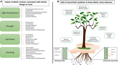 Frontiers | Mycorrhizal Symbiosis for Better Adaptation of Trees to Abiotic Stress Caused by ...