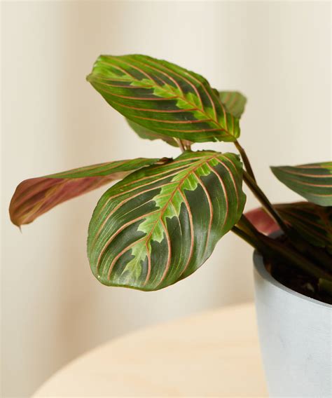 Buy Potted Red Prayer Plant (Maranta) - Bloomscape