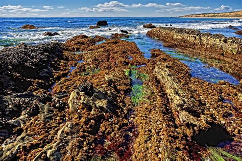 Crystal Cove Tide Pools Photograph by Donna Pagakis - Fine Art America