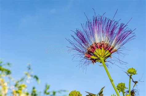 Rain tree Flower stock image. Image of bright, nature - 56221073