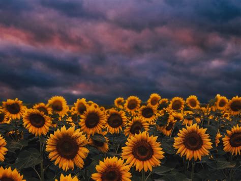 Wallpaper sunflower farm, sunset, cloudy day desktop wallpaper, hd ...