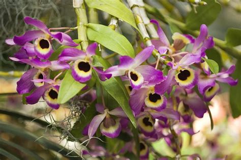 This Abundantly Blooming Orchid Will Be the Star of Your Houseplant ...