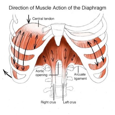 Direction of Muscle Action of the Thoracic Diaphragm | Yoga anatomy, Anatomy, Anatomy images