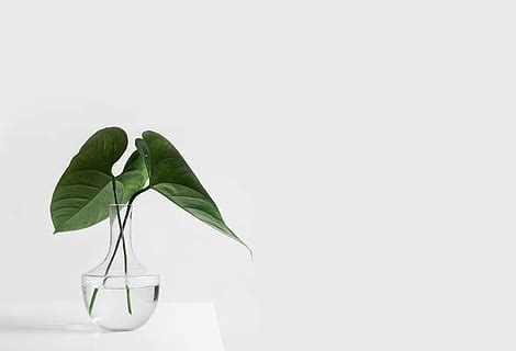 1920x1080px | free download | HD wallpaper: green succulent plant on white vase, white ceramic ...