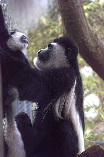 Colobus Monkey - Primates Photo (912423) - Fanpop