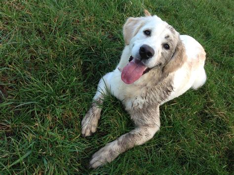 Muddy Dog San Diego - Spring Creek Kennel & Cattery