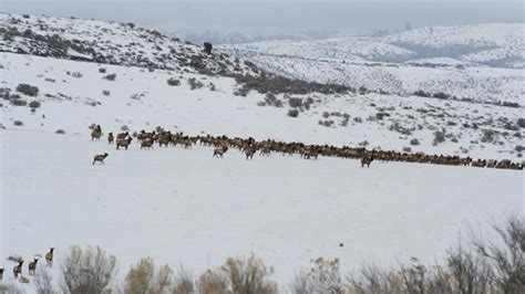 RMEF-Supported Big Game Migration Mapping Now Available | Rocky ...