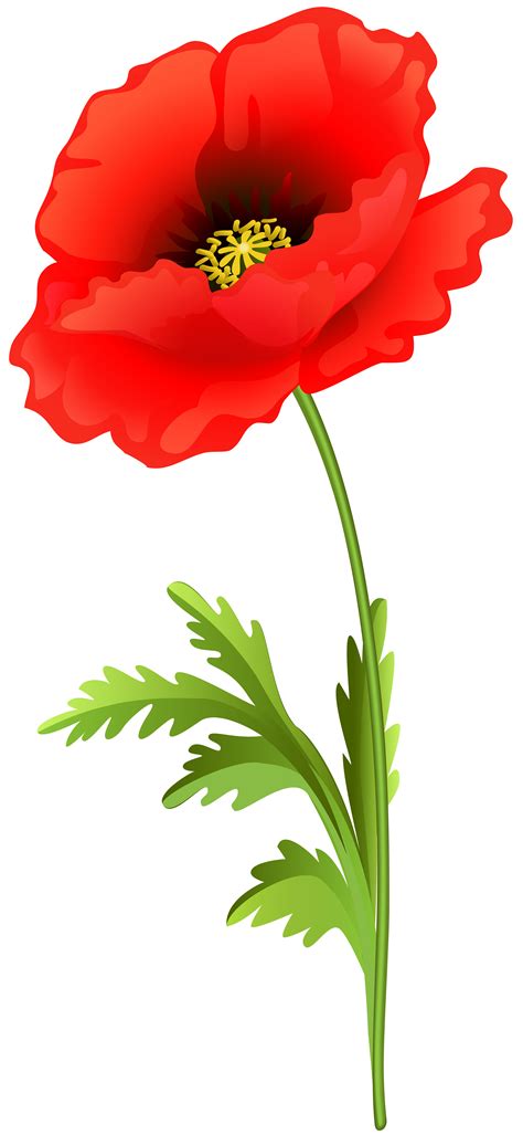 poppy flower pictures clipart 10 free Cliparts | Download images on Clipground 2024