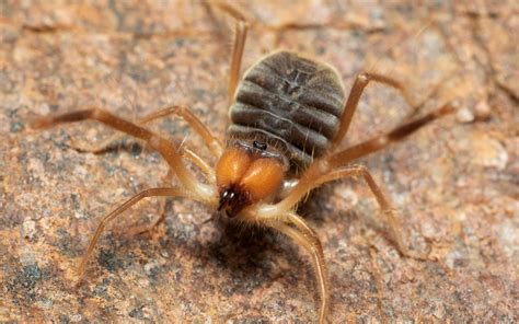 Are Camel Spider bites dangerous? - The Spider Blog