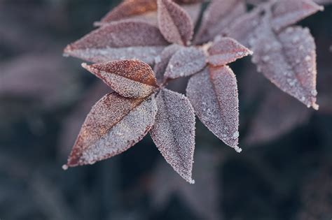 MACRO FROST on Behance